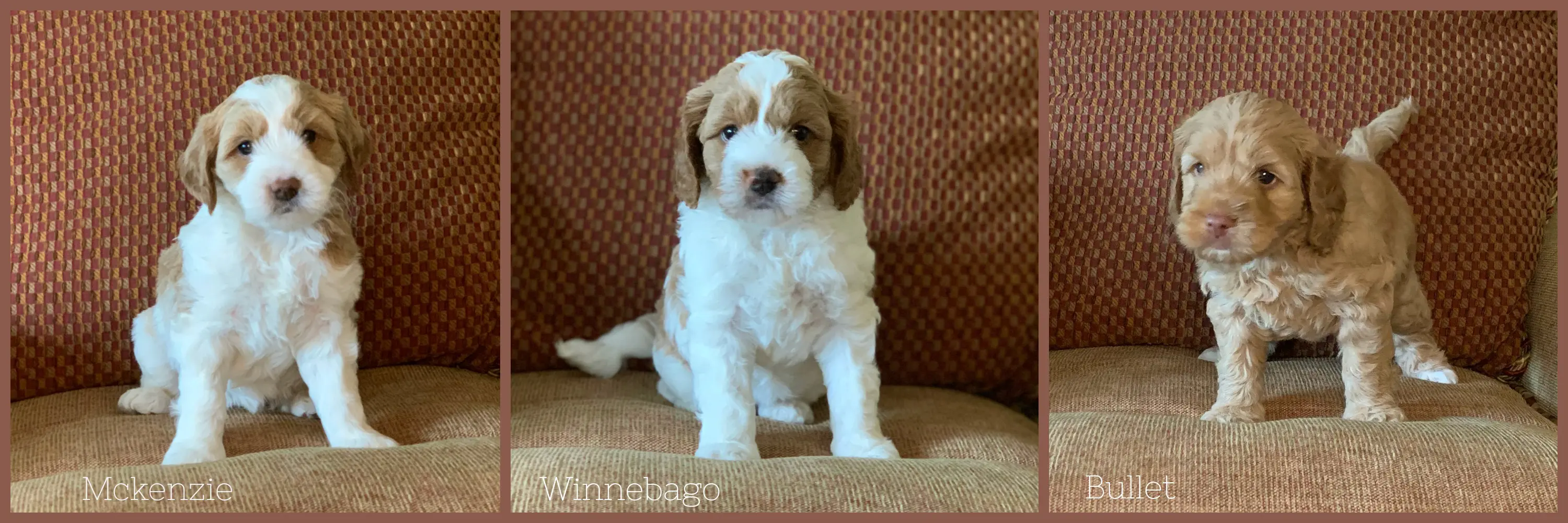 Labradoodle puppy best sale 8 weeks